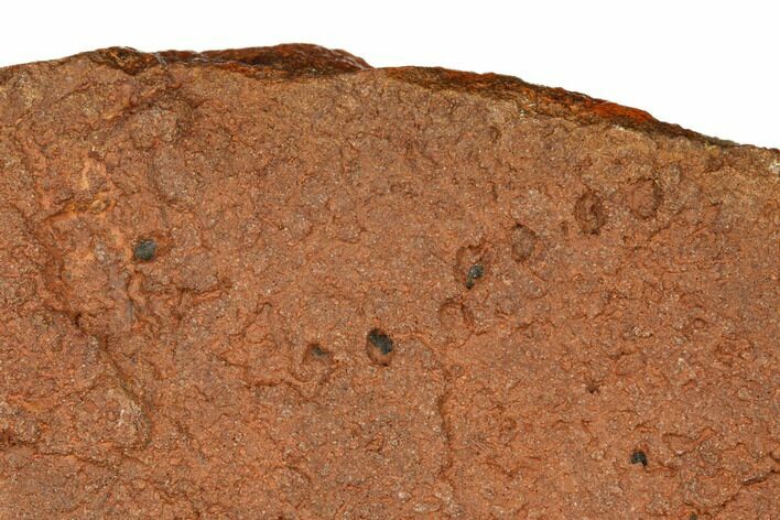 Horodyskia Fossil Slab - Oldest Known Multicellular Life #180046